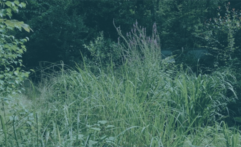 Unternehmenskultur verändern wie Gartenpflege